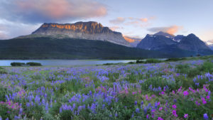Glacier National Park & wildflowers