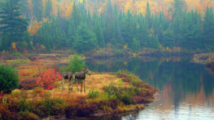 Yong moose along lake in autumn