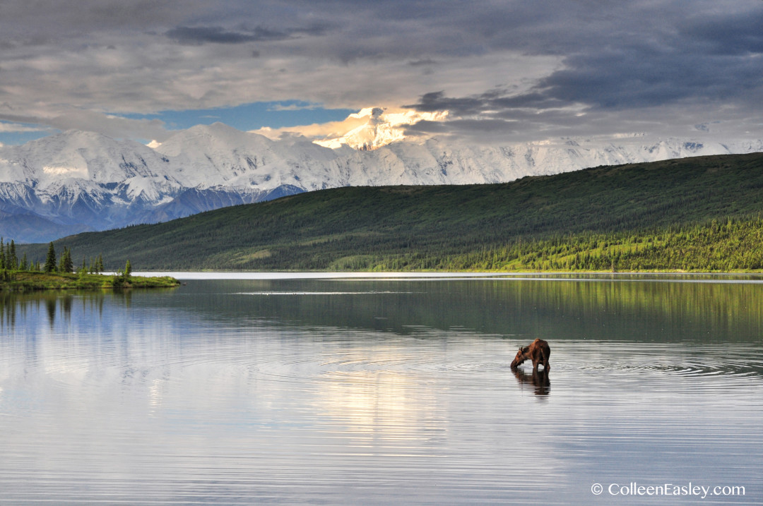 Moose in Wonder Lake, Denali National Park