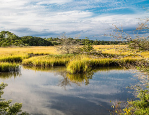 Wetland Marshes And Blue Skies