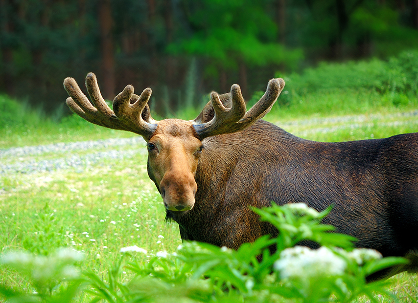 Moose standing in the grass in the forest in summer