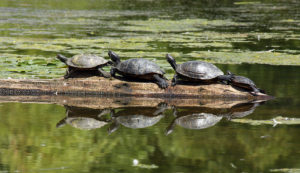 Photo of four turtles on a log