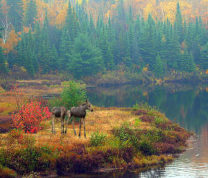 Fall Moose med