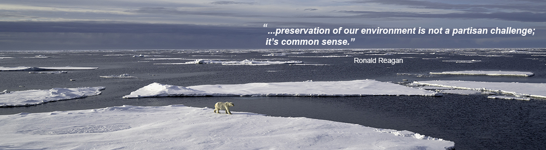 Polar bear walks on icy sea