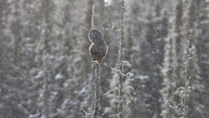Great Grey Owl and Snow