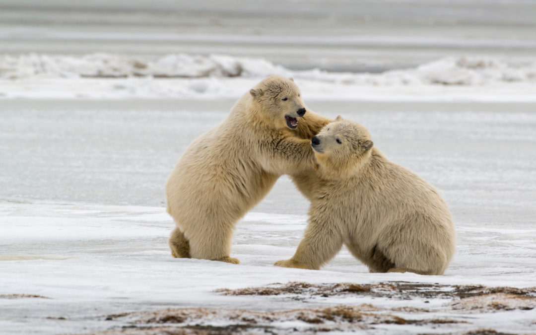 Save the Arctic National Wildlife Refuge