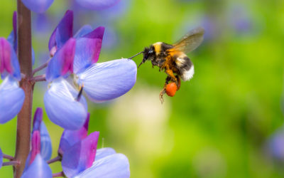 The Devastating Impacts of Pollinator Decline