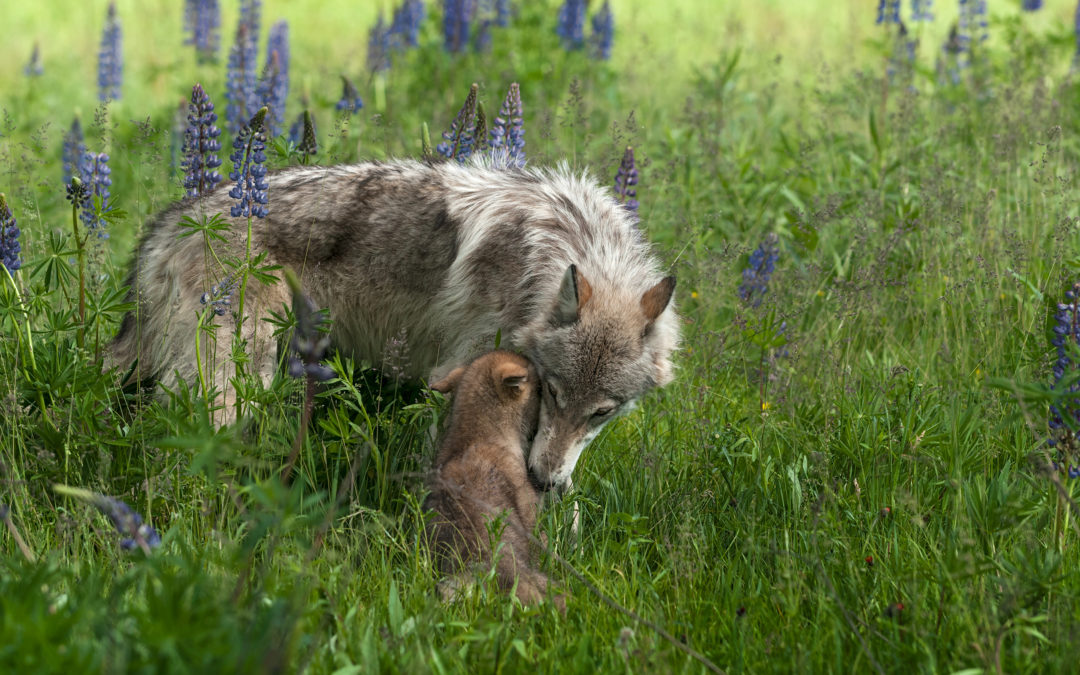Help Stop the Slaughter of Wolves