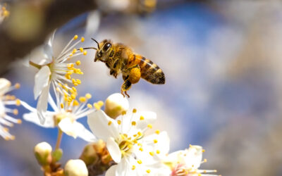 Pollinator Power: Their Importance and How We Can Support Them