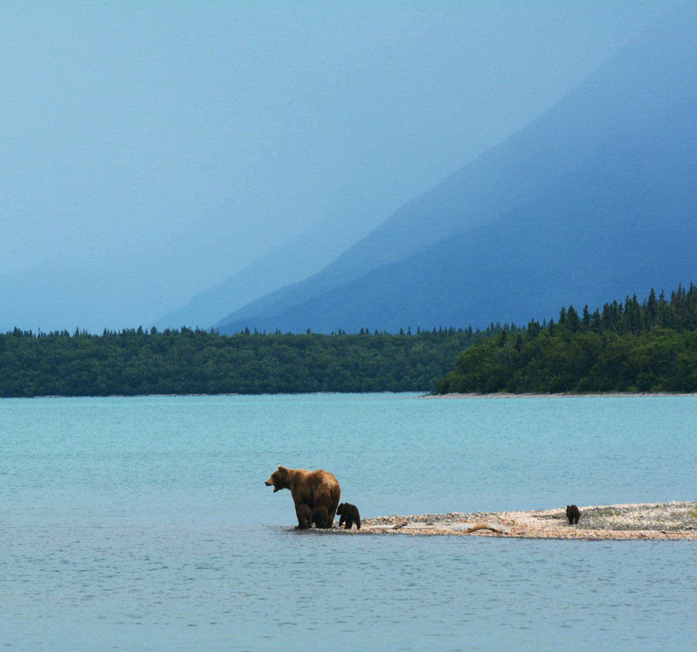 Bear Coast Alaska
