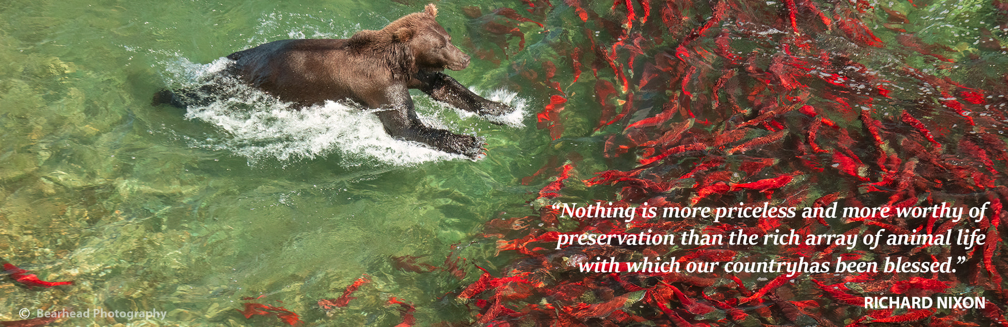 DIVI-Bearhead-Salmon-Banner_1 (1)