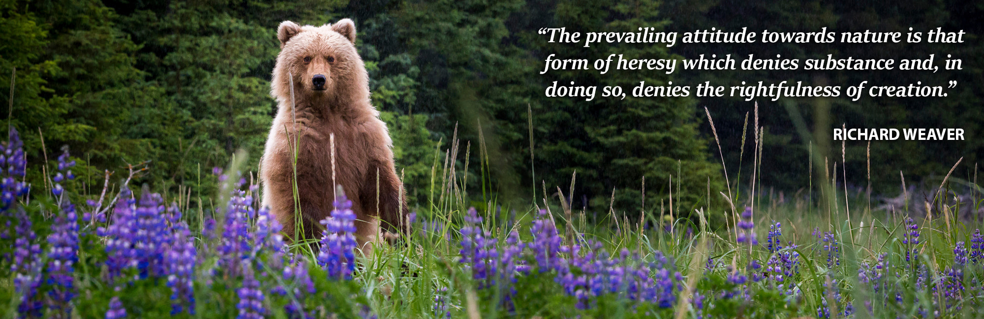 Divi Bear Lupine Slider