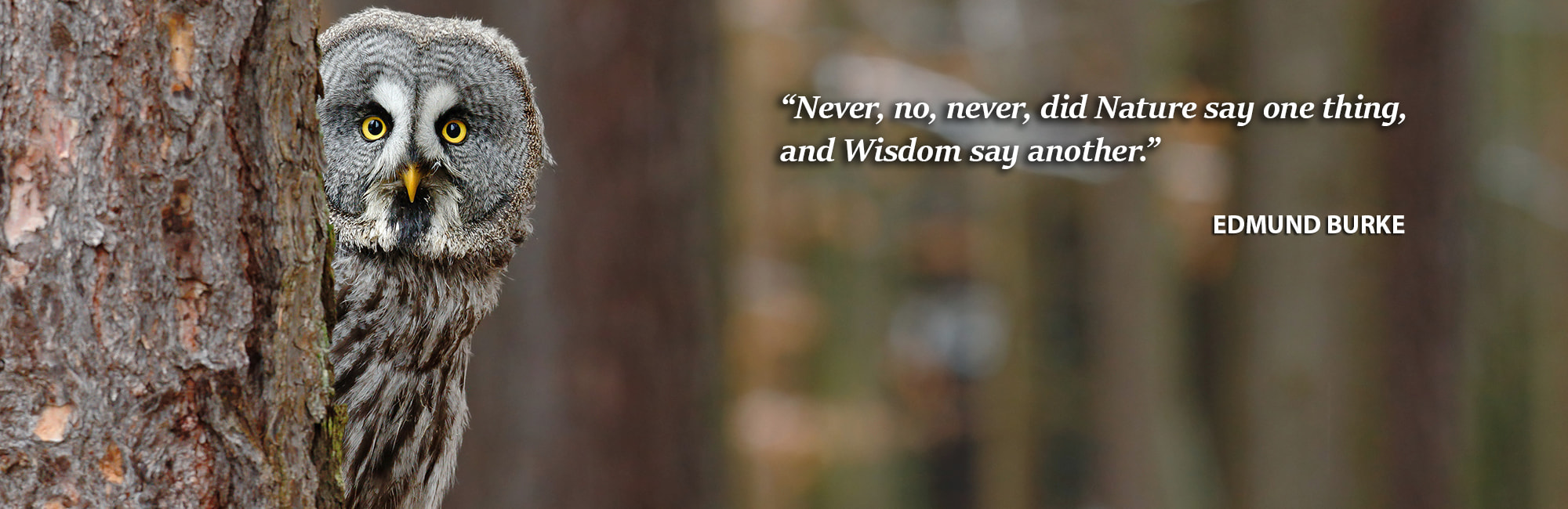 Divi-Grey-Owl-Slider-1