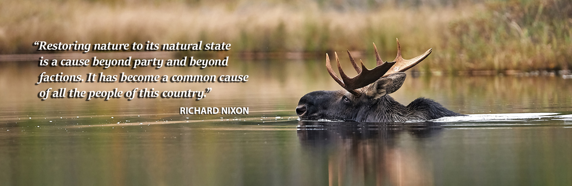 Divi-Moose-Swimming-Slider