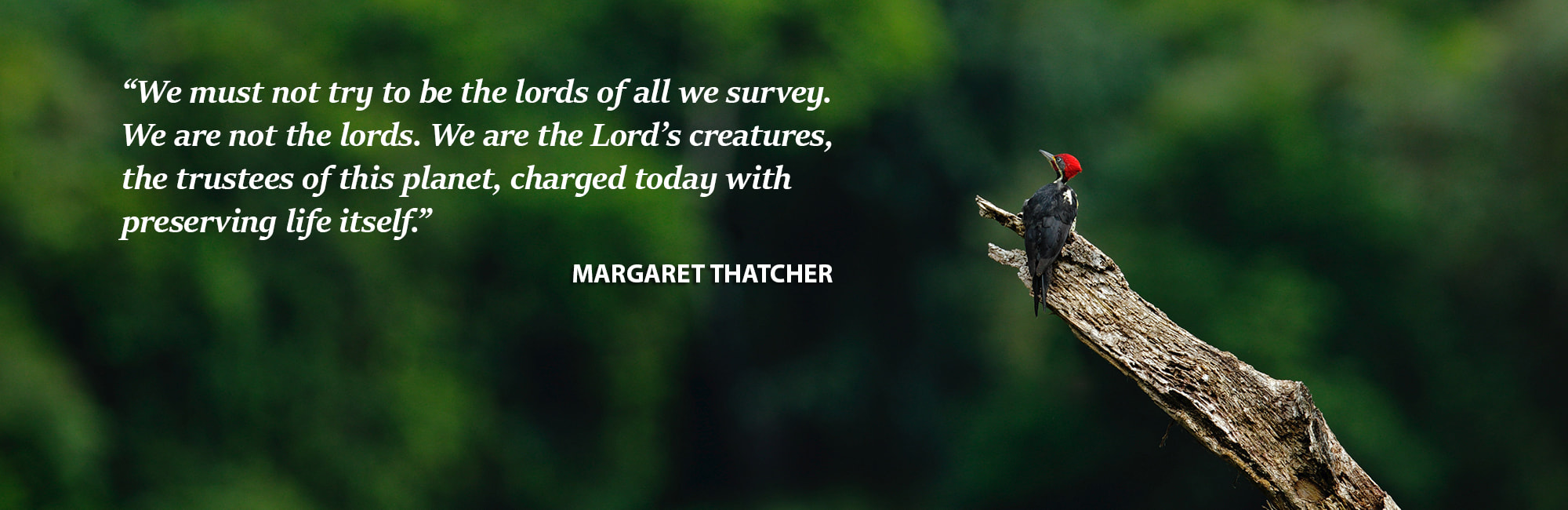 Divi-Pileated-Woodpecker-Slider-1