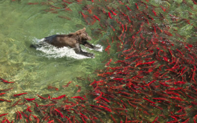 Earth Day Is About Responsibility